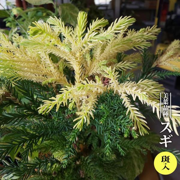 スギ 斑入 3.5号ポット苗 挿し木 ハナヒロバリュー