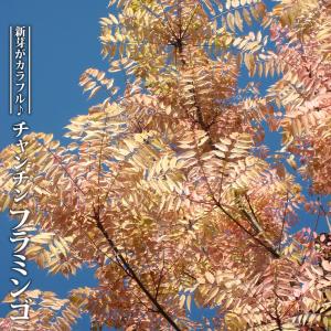 牡丹 花 苗 ボタン 鉢植え 春 連鶴 れんかく 豪華 多弁 八重 半抱え