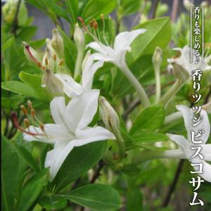 ヤマツツジ 3.5号ポット苗 里の木シリーズ : 苗木部 花ひろば