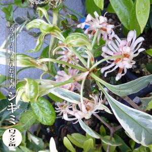 斑入り テイカカズラ 桃香 3.5号ポット苗 : 苗木部 花ひろばオンライン