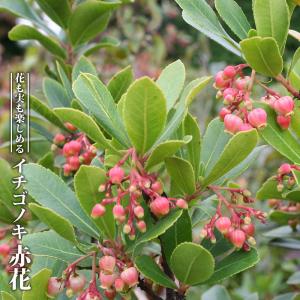 イチゴノキ 赤花 3.5号ポット苗 挿し木 ハナヒロバリュー