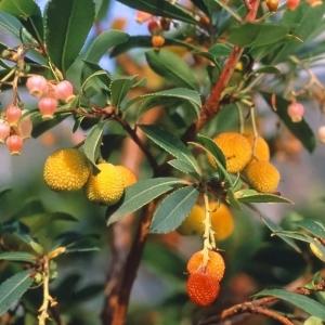 イチゴノキ 赤花 3.5号ポット苗 挿し木 ハ...の詳細画像1