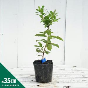 イチゴノキ 赤花 3.5号ポット苗 挿し木 ハ...の詳細画像2