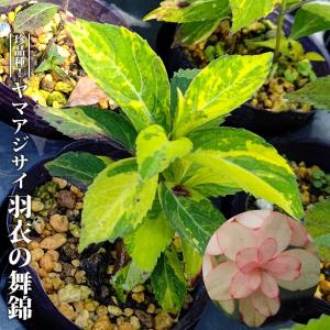 ホワイトオーケストラ アネモネ咲きクリスマスローズ 3号ポット 苗