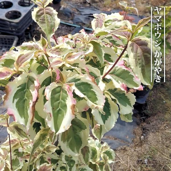 ヤマボウシ かがやき 3.5号ポット苗 接木苗 ハナヒロバリュー
