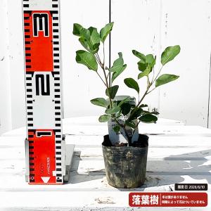 雌株 スモークツリー シトロンシュシュ 挿し木...の詳細画像1