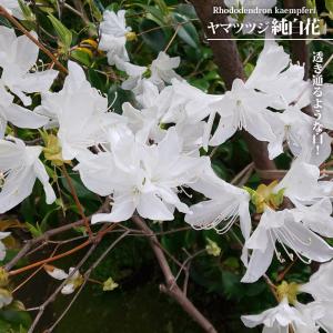 ヤマツツジ 純白花 3.5号ポット苗 挿し木 ハ...の商品画像