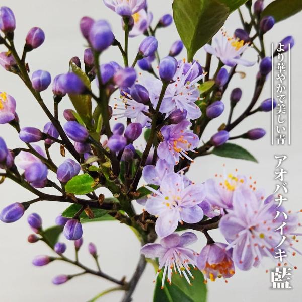 アオバナハイノキ 藍 3.5号ポット苗 挿し木 ハナヒロバリュー