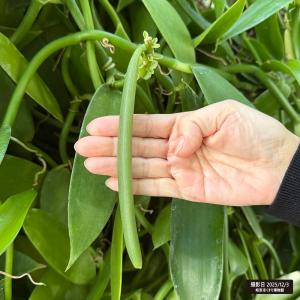 バニラの木 3号プラスチック鉢 (ヘゴ支柱・鉢...の詳細画像5