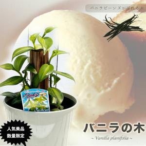 クリオロ種 限定1鉢 国産カカオの実から育てたカカオ苗 クリオロ種 限定1鉢 国産カカオの実から育てたカカオ苗 苗