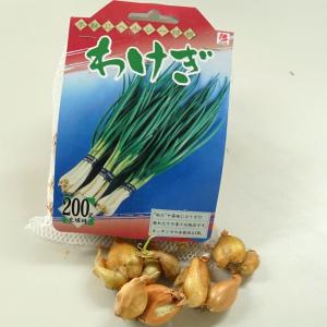 わけぎ（分葱） 球根 200g 国産（茨城県産） （植え付け時期10月下旬まで） 予約販売8月下旬入荷予定