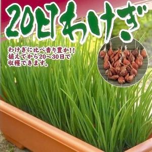 20日わけぎ 150g (台湾産) (植え付け時...の商品画像