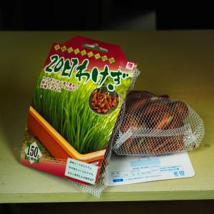 20日わけぎ 150g (台湾産) (植え付け...の詳細画像1