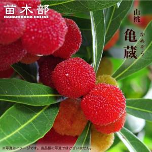 ヤマモモ 東魁 （メス） 2年生接木7号ロングスリット鉢 限定販売