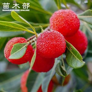 ホワイトサポテ苗 スマザーズ種 接木苗 : りゅうか商事 - 通販 - Yahoo