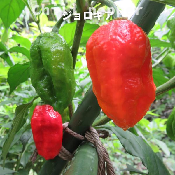 とうがらし ジョロキア 唐辛子 3号ポット苗 沖縄県産 予約販売4月下旬頃入荷予定