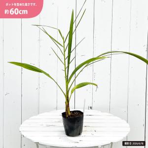 耐寒性ヤシの木 セネガルヤシ セネガルデーツパ...の詳細画像1