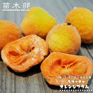 ラコッチャ(リンゴパンノキ) オレンジプラム種 Artocarpus lacucha 実生 3号ポット苗
