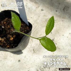 ラコッチャ(リンゴパンノキ) オレンジプラム種...の詳細画像1