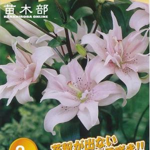 エロディ すかしゆり 球根 （2球入り） （植え付け時期10月〜翌5月）