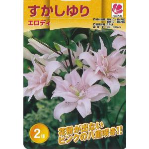 エロディ すかしゆり 球根 (2球入り) (植...の詳細画像2