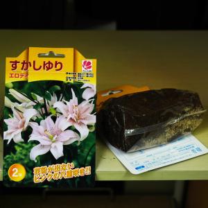 エロディ すかしゆり 球根 (2球入り) (植...の詳細画像3