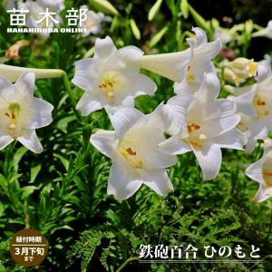 ひのもと 鉄砲百合 球根 （2球入り） （植え付け時期8月上旬〜3月下旬）