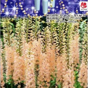 キャンドルリリー （エレムルス） ピンク色 （1株入） （植え付け時期10月上旬〜4月下旬まで） 予約販売10月下旬頃入荷予定