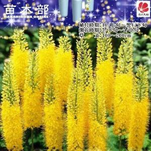 水仙 ラッパ咲き 黄花 球根 （2球入） （植え付け時期9月中旬〜12月