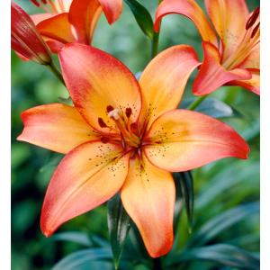 すかしゆり 赤花種 （2球入り） （植え付け時期10月〜翌5月） : 苗木部