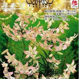 芽出し球根苗 オリエンタルローズリリー 八重咲きユリ 選べる種類 1球