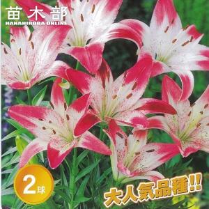 ロリポップ すかしゆり 球根 (2球入り) (植...の商品画像