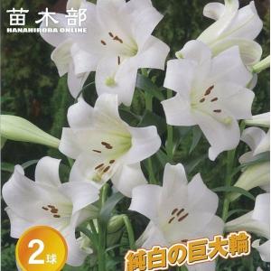 ホワイトトライアンファーター 巨大輪 鉄砲百合 （2球入り） （植え付け時期9月上旬〜3月下旬） 予約販売9月下旬以降入荷予定