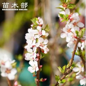 ミラクルフルーツ 苗木 花芽付き 8号鉢 大株 : フラワーハウス