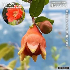 ザクロ苗 種なしざくろ 1年生挿し木苗 爆買 : 苗木部 花ひろば