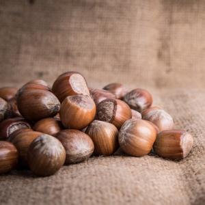 ヘーゼルナッツの苗木 2品種セット : 植物・園芸専門店 花育通販Yahoo