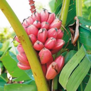 日本花キ流通 ドワーフ モンキーバナナ 苗 10.5cmポット