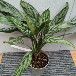 アグラオネマ タイスノーフレークス 3.5寸 レア 観葉植物 土植え