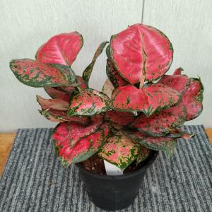 カシワバゴム（フィカス・リラータ）斑入り 3号ポット Ficus