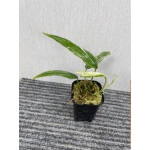 ワンダエ ドワーフ アンド カーリング 3 P.wandae 'Dwarf & Curling