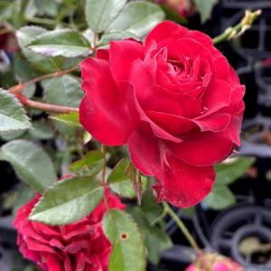 花苗 ペチュニア オレンジｎｅｏ 2株 国華園 P2 0018 花と緑 国華園 通販 Yahoo ショッピング