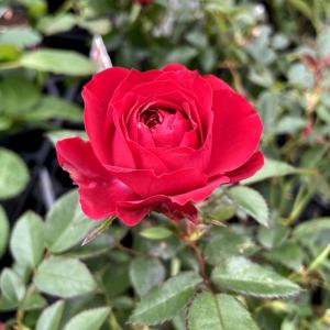 薔薇(バラ) トゥルーブルーム・レッドキャプテンの苗の詳細画像1