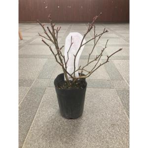薔薇(バラ) トゥルーブルーム・レッドキャプテンの苗の詳細画像3