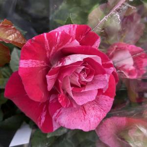 薔薇（バラ）　ミニバラ・クレッシェンドアイの苗｜hanaikushop