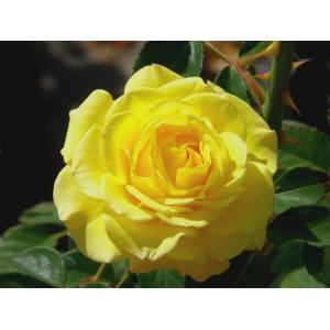 薔薇（バラ）　 トゥルーブルーム　グローリーの苗｜植物・園芸専門店 花育通販Yahoo!店