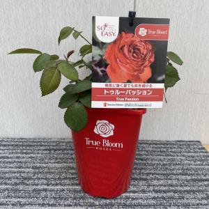 薔薇（バラ）　 トゥルーブルーム　パッションの苗｜植物・園芸専門店 花育通販Yahoo!店