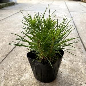 盆栽苗木 八房黒松（やつふさくろまつ） : 植物・園芸専門店 花育通販