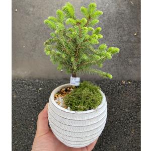 エゾマツ（蝦夷松）ミニ盆栽 カジュアル インテリアＢＯＮＳＡＩ :ki