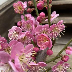 花梅盆栽　道知辺（みちしるべ）4号プラ鉢　見知辺｜植物・園芸専門店 花育通販Yahoo!店