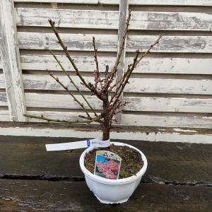 花梅盆栽 紅冬至（こうとうじ）5号プラ鉢 : 植物・園芸専門店 花育通販